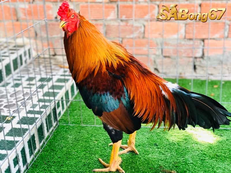 Gà cựa nhật nguyệt 