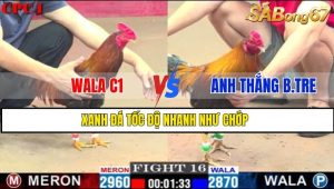 TRẬN 16 CPC1 1/3/2025