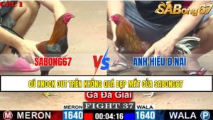 TRẬN 37 C1 26/05/2025